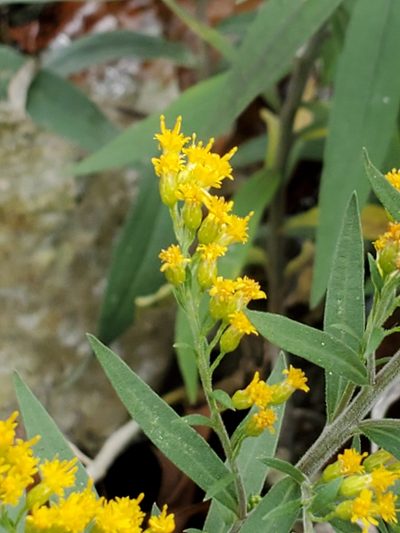 Solidago juliae, photographed by Jo Roberts