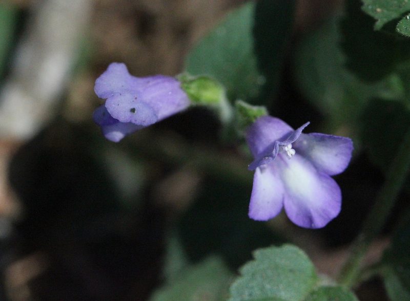 Torenia benthamiana, photographed by Agnes Trekker