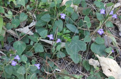Torenia benthamiana, photographed by Agnes Trekker