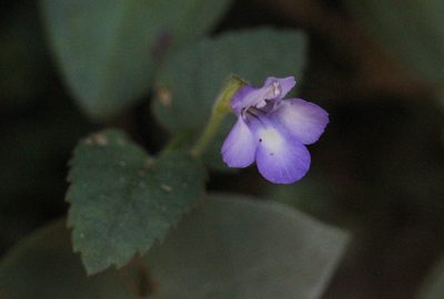 Torenia benthamiana, photographed by Agnes Trekker