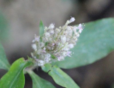 Floscopa scandens, photographed by Agnes Trekker