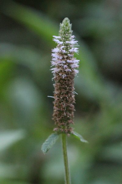 Pogostemon auricularius, photographed by Agnes Trekker