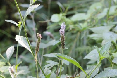 Pogostemon auricularius, photographed by Agnes Trekker