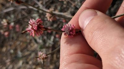 Eriogonum elongatum, photographed by velodrome