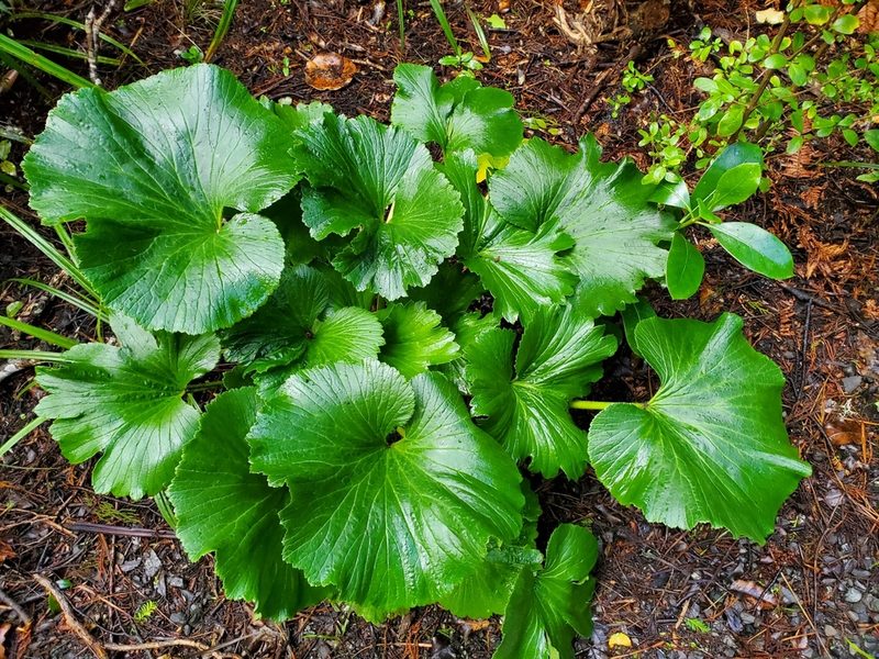 Azorella lyallii, photographed by rempson