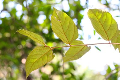Pterospermum heterophyllum, photographed by Agnes Trekker