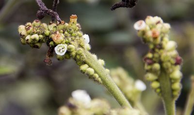 Varronia cylindristachya, photographed by Sergio Hernando Álvarez Garnica
