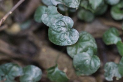 Geophila herbacea, photographed by Agnes Trekker
