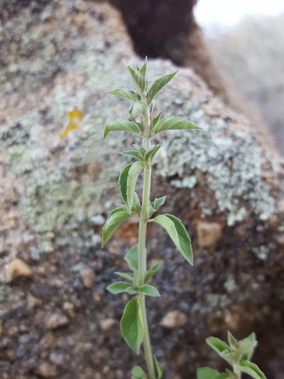 Hedeoma oblongifolia, photographed by Alex Abair