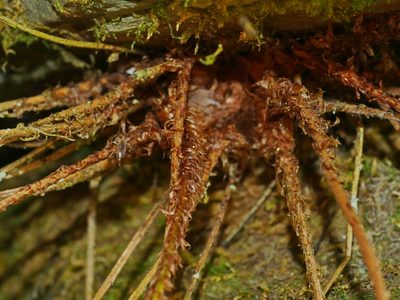 Dryopteris lachoongensis, photographed by Jacy Chen