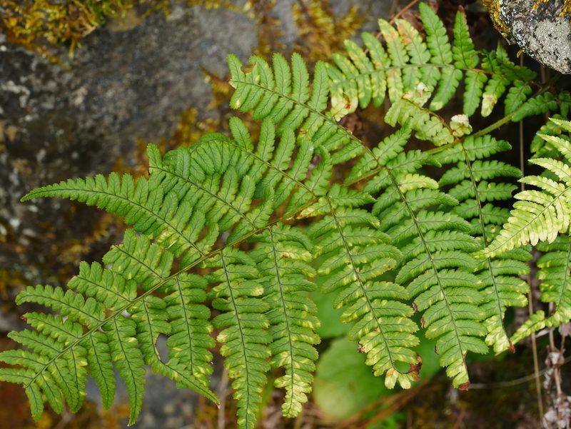 Dryopteris lachoongensis, photographed by Jacy Chen