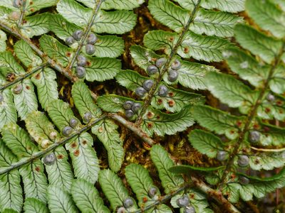 Dryopteris lachoongensis, photographed by Jacy Chen