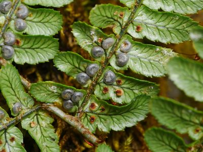 Dryopteris lachoongensis, photographed by Jacy Chen
