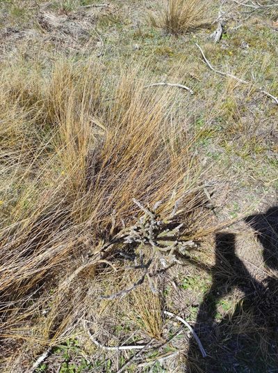 Carmichaelia crassicaulis, photographed by Max Tweddell