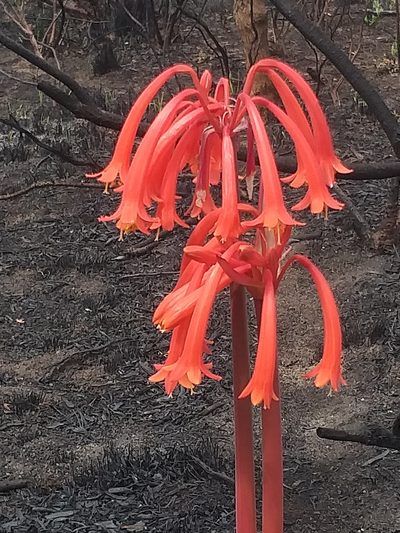 Cyrtanthus angustifolius, photographed by kevin koen