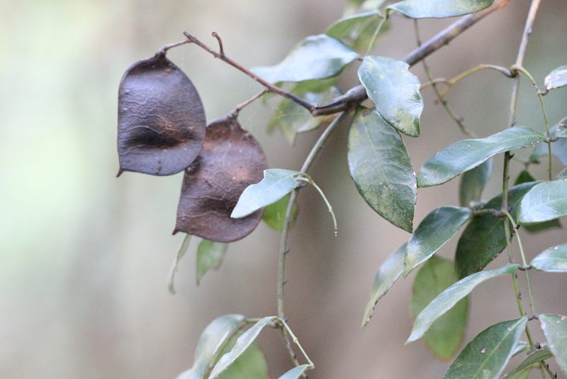 Ticanto vernalis, photographed by Agnes Trekker