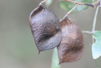 Ticanto vernalis, photographed by Agnes Trekker