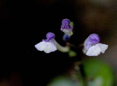 Scutellaria formosana, photographed by Agnes Trekker