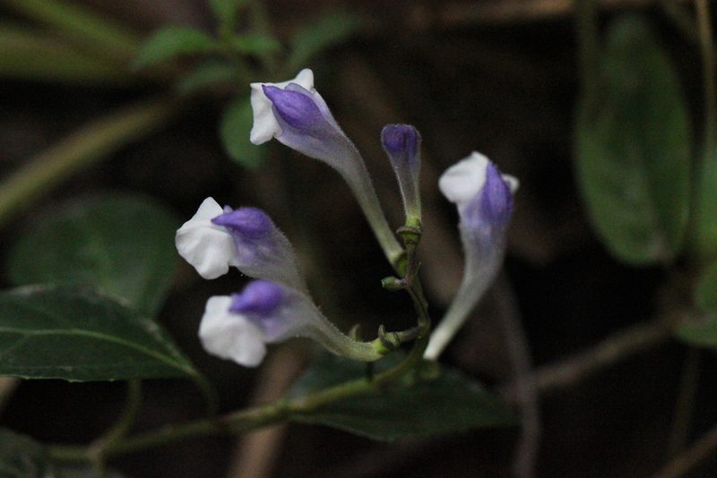 Scutellaria formosana, photographed by Agnes Trekker