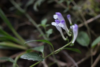 Scutellaria formosana, photographed by Agnes Trekker