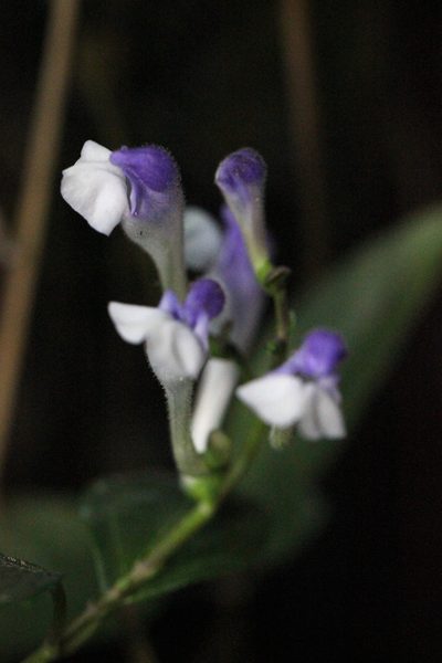 Scutellaria formosana, photographed by Agnes Trekker