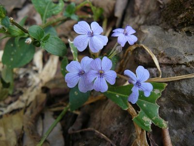 Eranthemum pulchellum, photographed by Yoav Daniel Bar-Ness