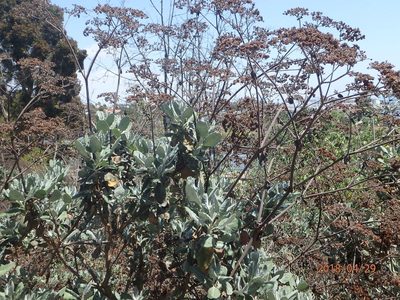 Eriogonum giganteum, photographed by Carl Carranza
