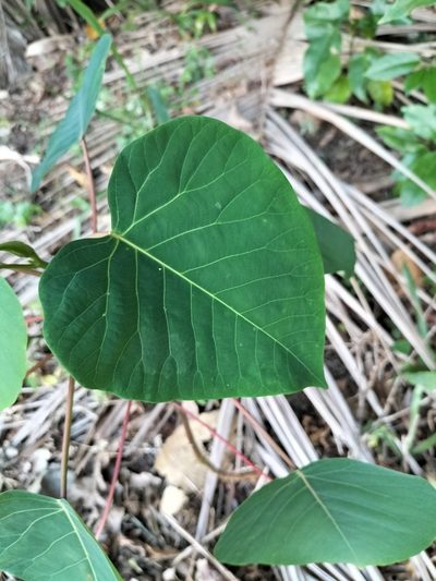 Homalanthus novoguineensis, photographed by Matthew Borella