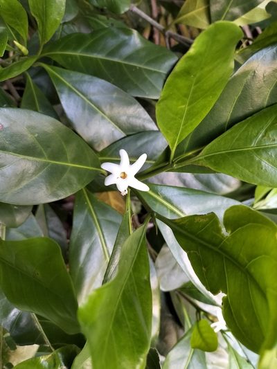 Atractocarpus fitzalanii, photographed by Matthew Borella