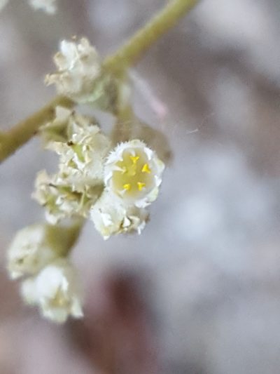 Heuchera soltisii, photographed by Alex Abair