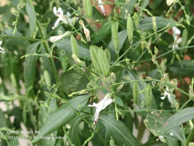 Andrographis paniculata, photographed by Ong Jyh Seng
