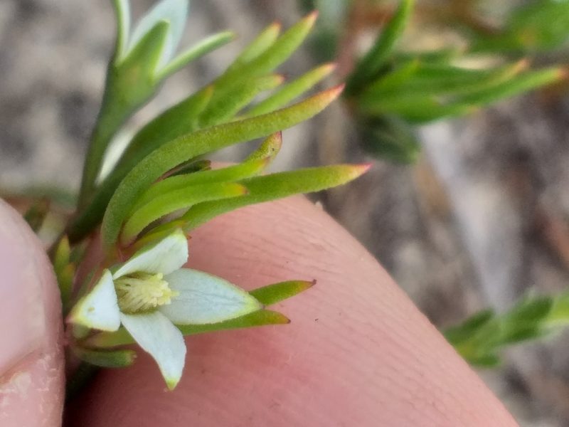 Aizoon sarmentosum, photographed by kevin koen