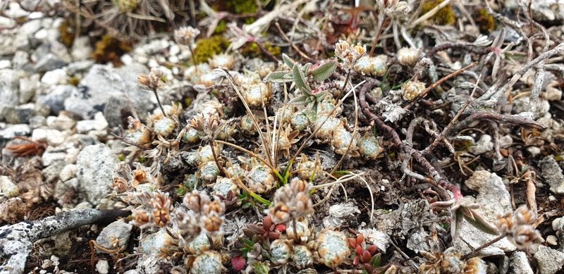 Androsace villosa, photographed by Oskar Liset Pryds Hansen