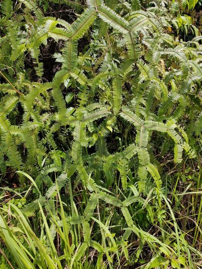 Sticheroides truncata, photographed by Astri Permata Sari