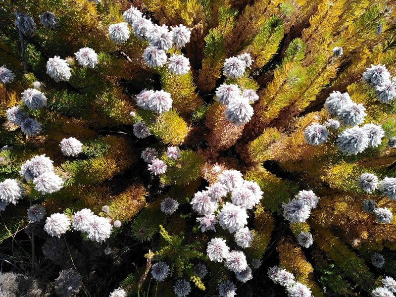 Serruria brownii, photographed by melda