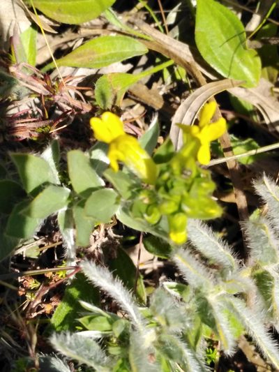 Xiphotheca lanceolata, photographed by melda