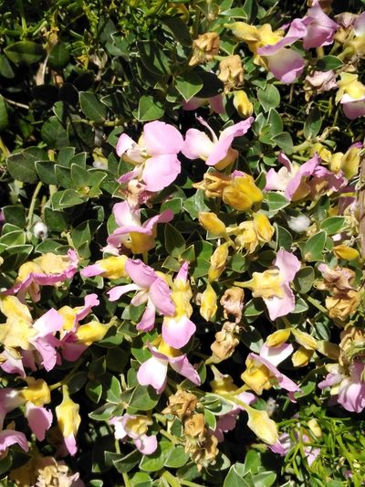 Podalyria microphylla, photographed by melda