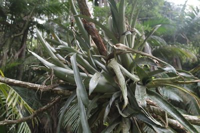 Aechmea bromeliifolia