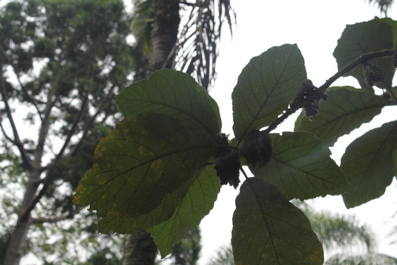 Solanum cernuum, photographed by Bruno Henrique Aranda