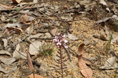 Stylidium araeophyllum, photographed by Em Lamond