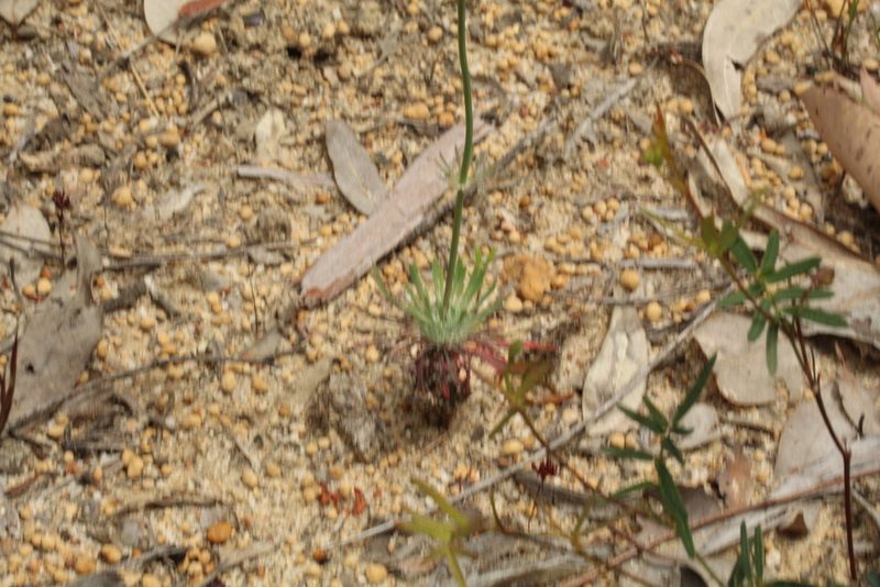 Stylidium araeophyllum, photographed by Em Lamond