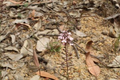 Stylidium araeophyllum, photographed by Em Lamond