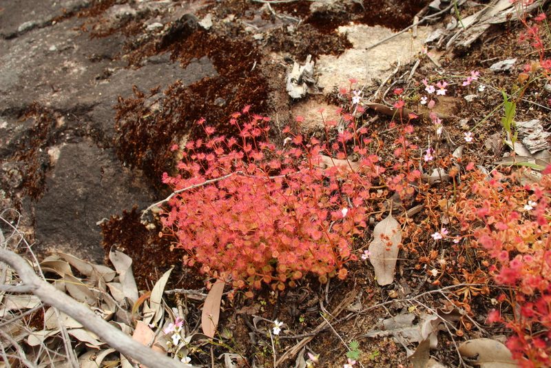Drosera stolonifera, photographed by Em Lamond