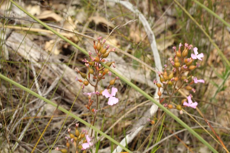 Stylidium affine, photographed by Em Lamond