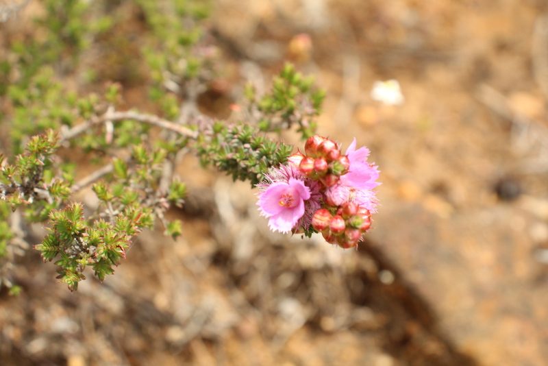 Verticordia pennigera, photographed by Em Lamond
