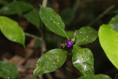 Psychotria suterella, photographed by Bruno Henrique Aranda