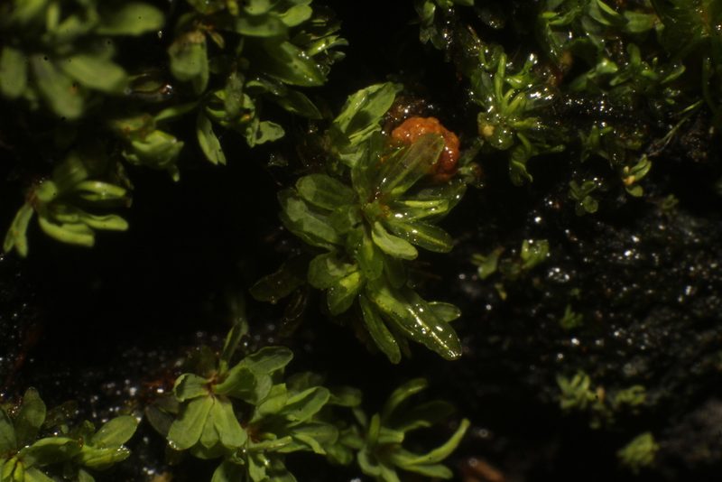 Calymperastrum latifolium, photographed by Em Lamond