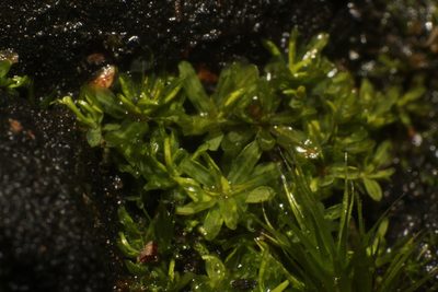 Calymperastrum latifolium, photographed by Em Lamond