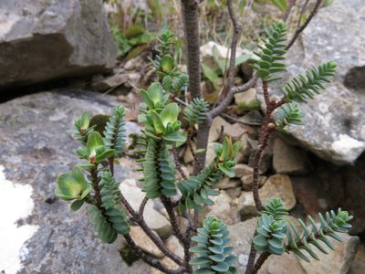 Pimelea traversii, photographed by John Barkla