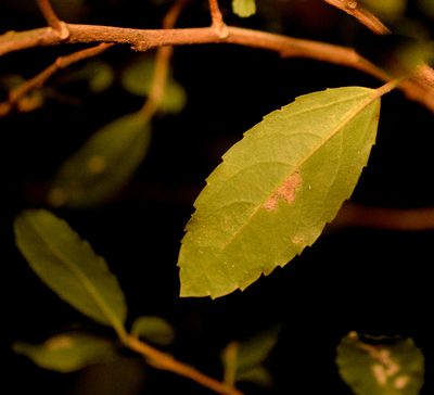 Azara serrata, photographed by Nicolás Villaseca Merino